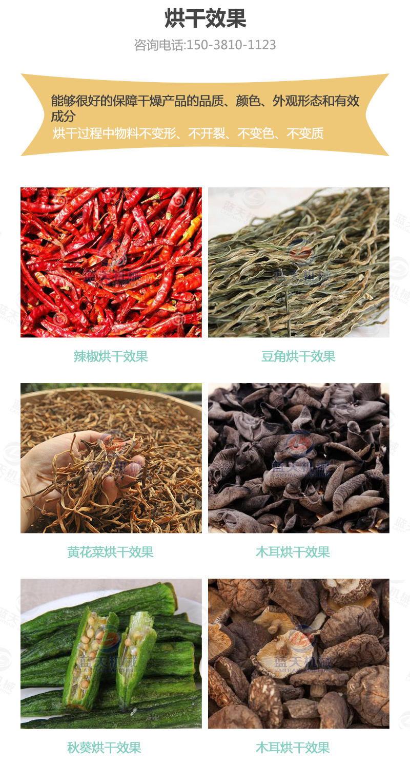 辣椒網(wǎng)帶烘干機(jī)烘干效果