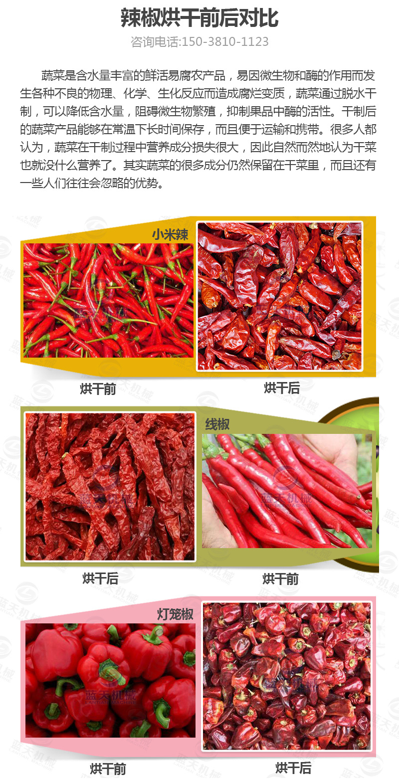辣椒網(wǎng)帶烘干機(jī)烘干前后