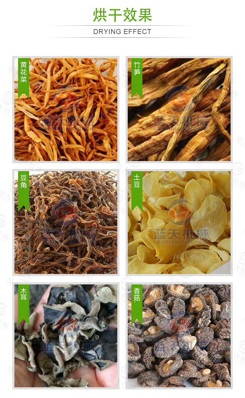 黃花菜網帶烘干機烘干效果