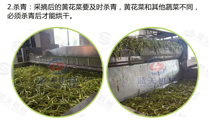 黃花菜網帶烘干機烘干工藝 