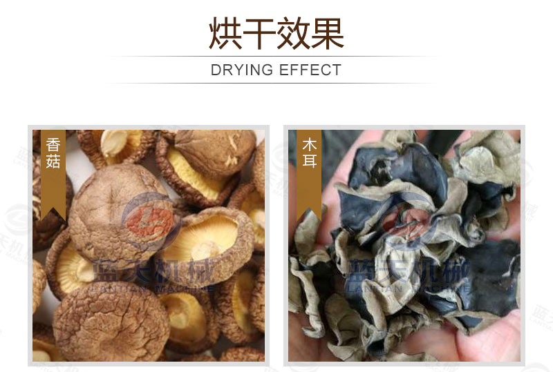 生姜片網(wǎng)帶烘干機烘干效果