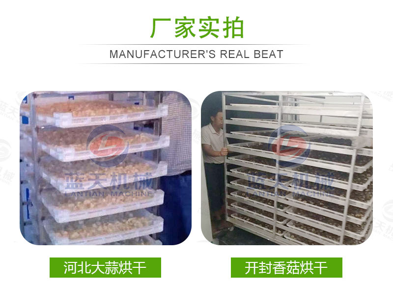 大蒜片網(wǎng)帶烘干機(jī)廠(chǎng)家實(shí)拍