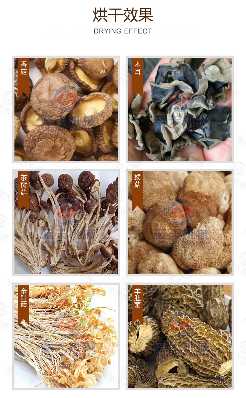 食用菌網(wǎng)帶烘干機(jī)烘干效果