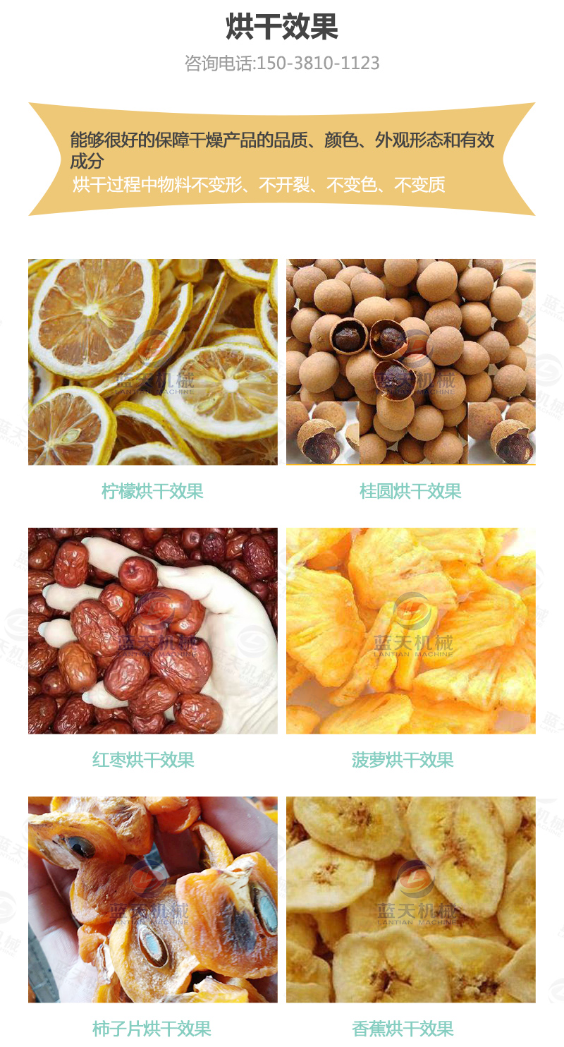 水果片網帶烘干機烘干效果
