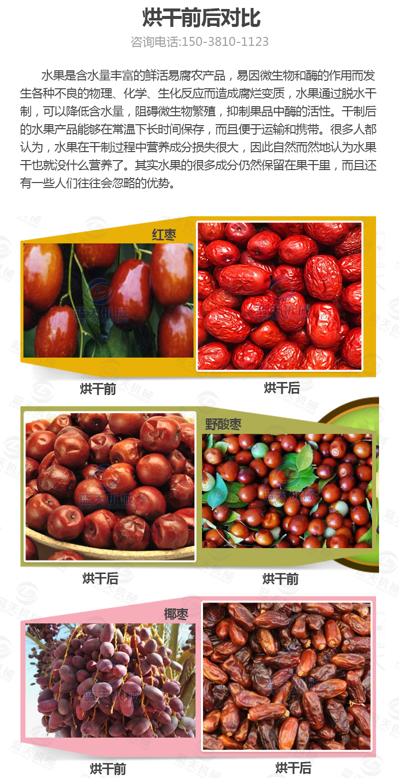 大棗網(wǎng)帶烘干機烘干前后