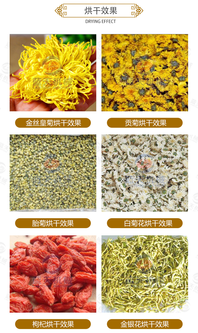 菊花網帶式烘干機烘干效果