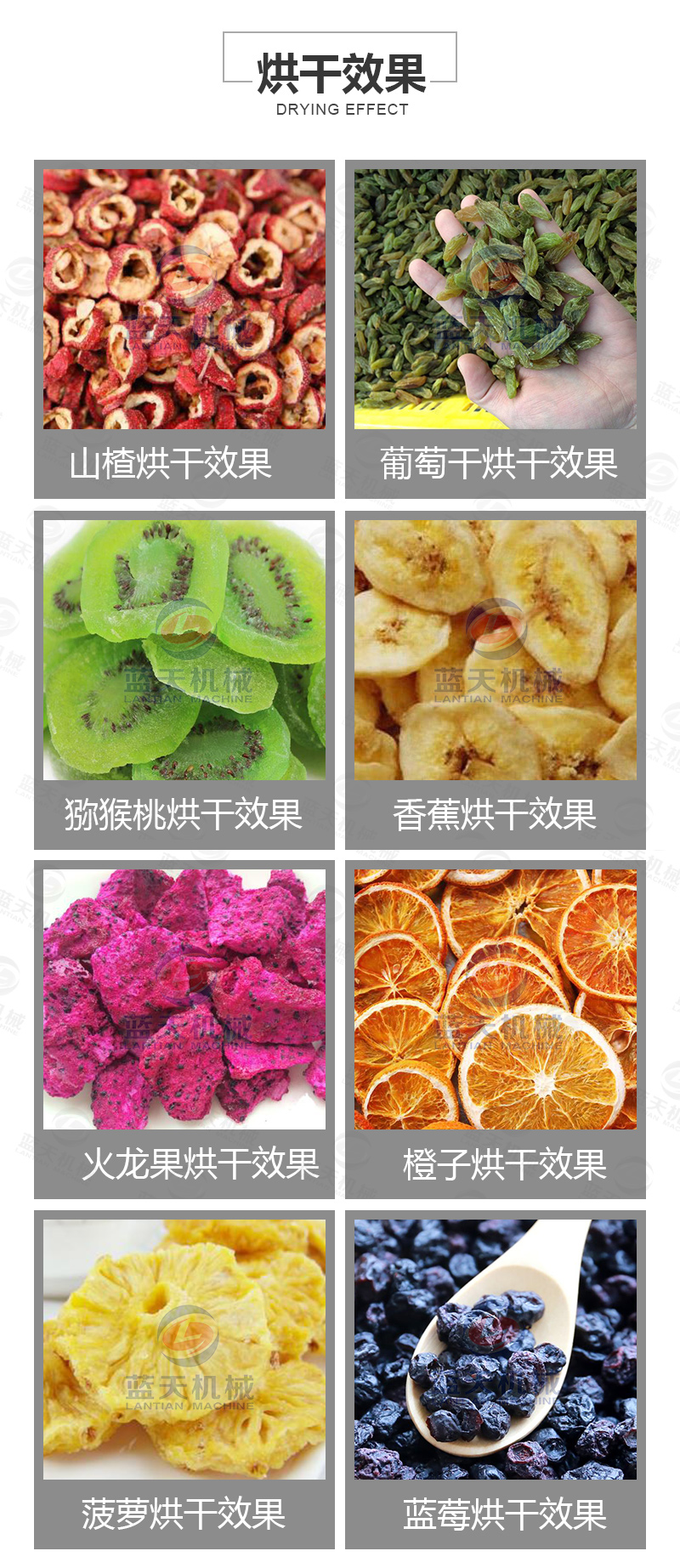 山楂片網(wǎng)帶烘干機(jī)烘干效果