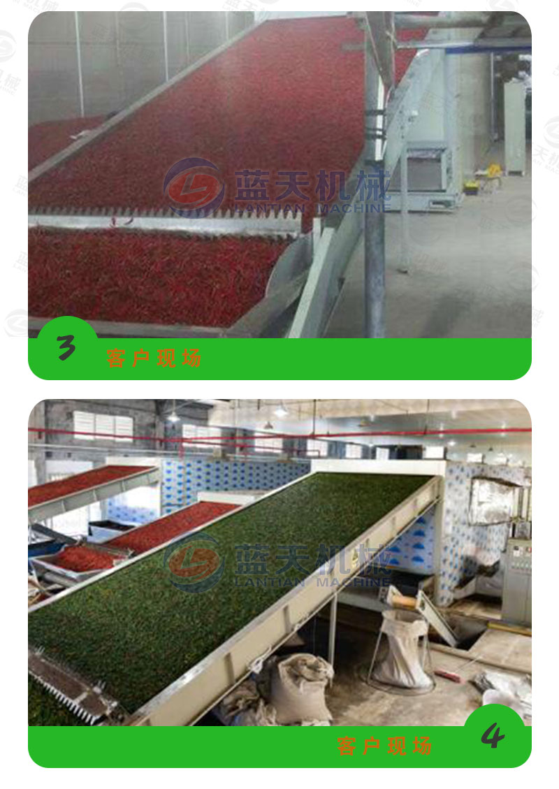 茶葉網(wǎng)帶式烘干機(jī)客戶(hù)現(xiàn)場(chǎng)