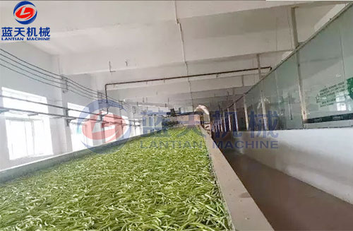 山西黃花菜網(wǎng)帶烘干機(jī)客戶現(xiàn)場(chǎng)